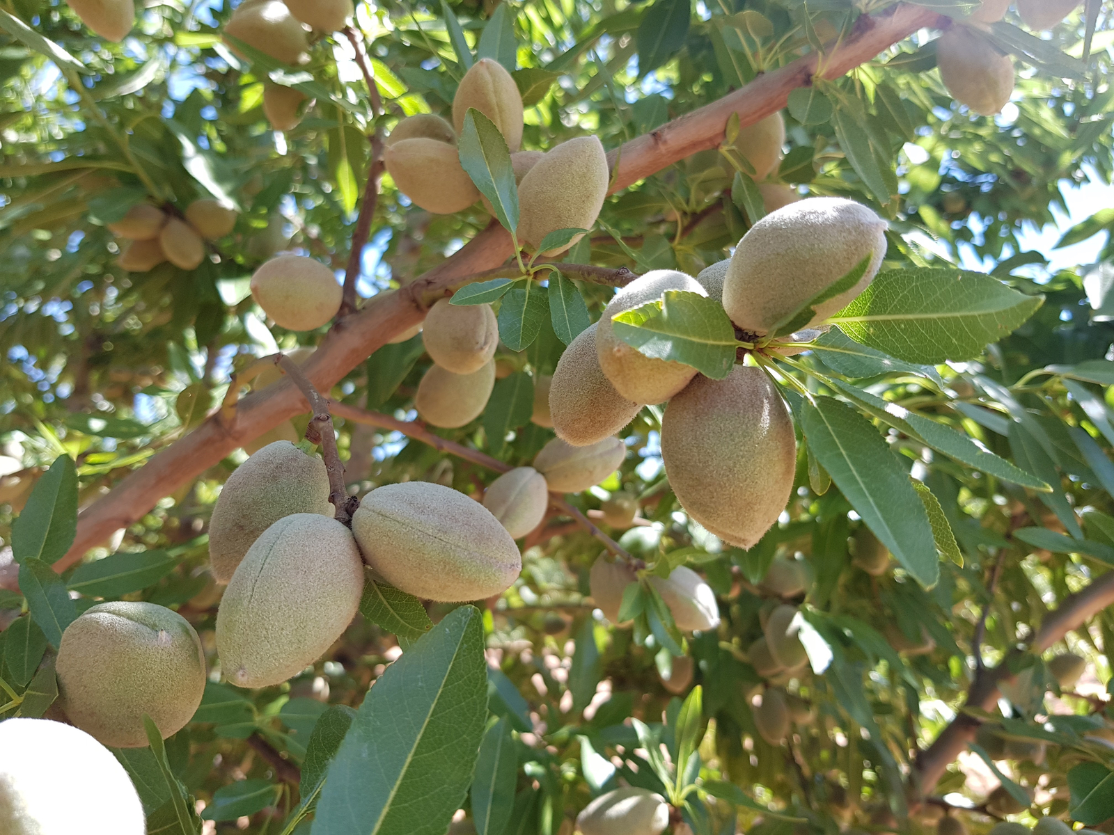 Almond Irrigation Meeting Almond Tree Water Requirements