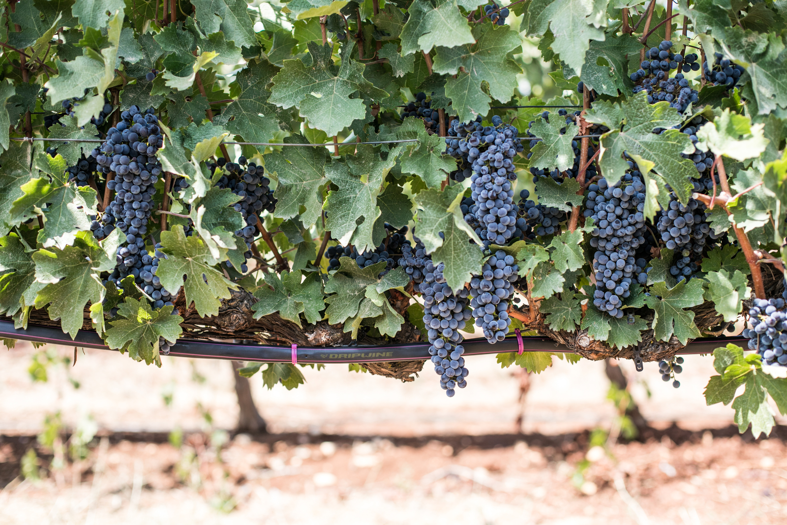 Drip Irrigation for Grape Vines Vineyard Irrigation