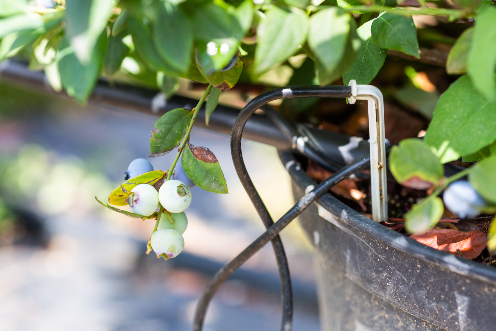 MultiOutlet Dripper Assemblies Netafim USA