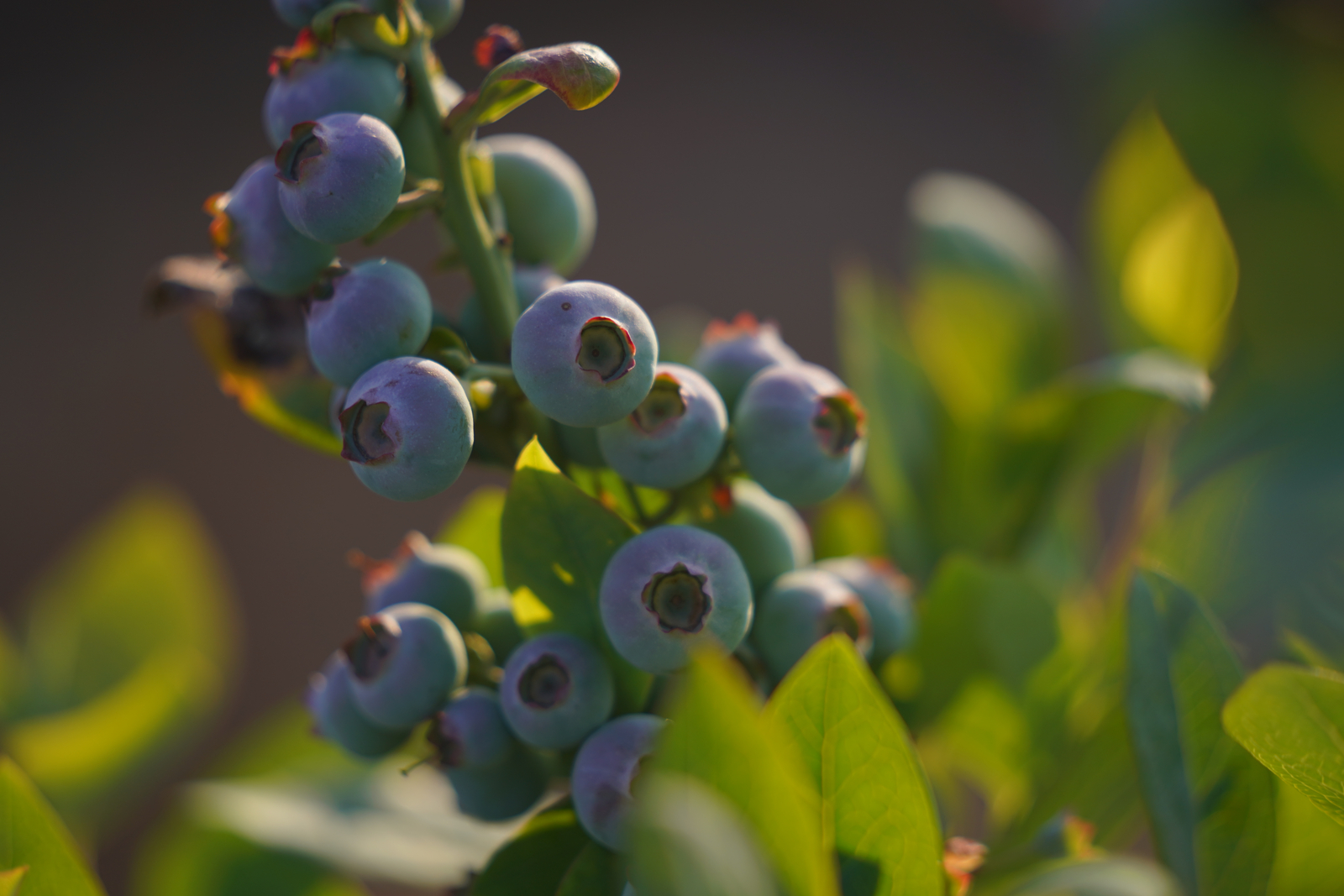 How to Water Blueberries Blueberry Drip Irrigation