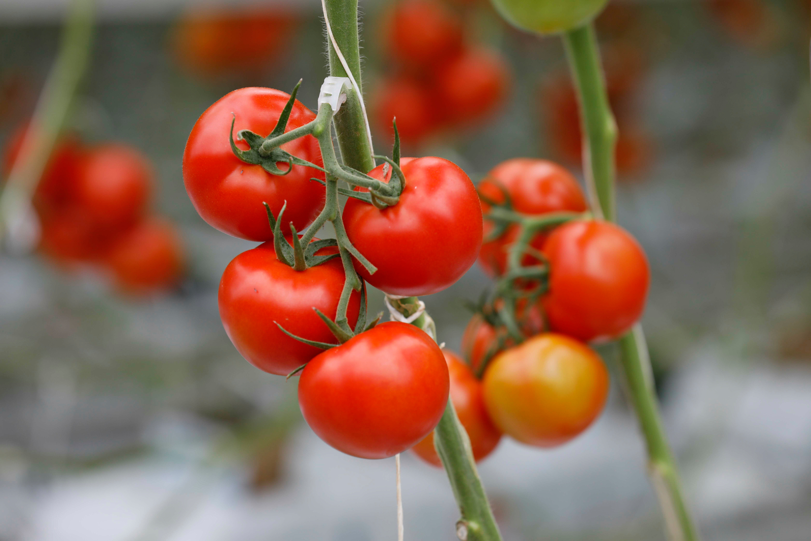 Optimal growing conditions for tomatoes | Netafim