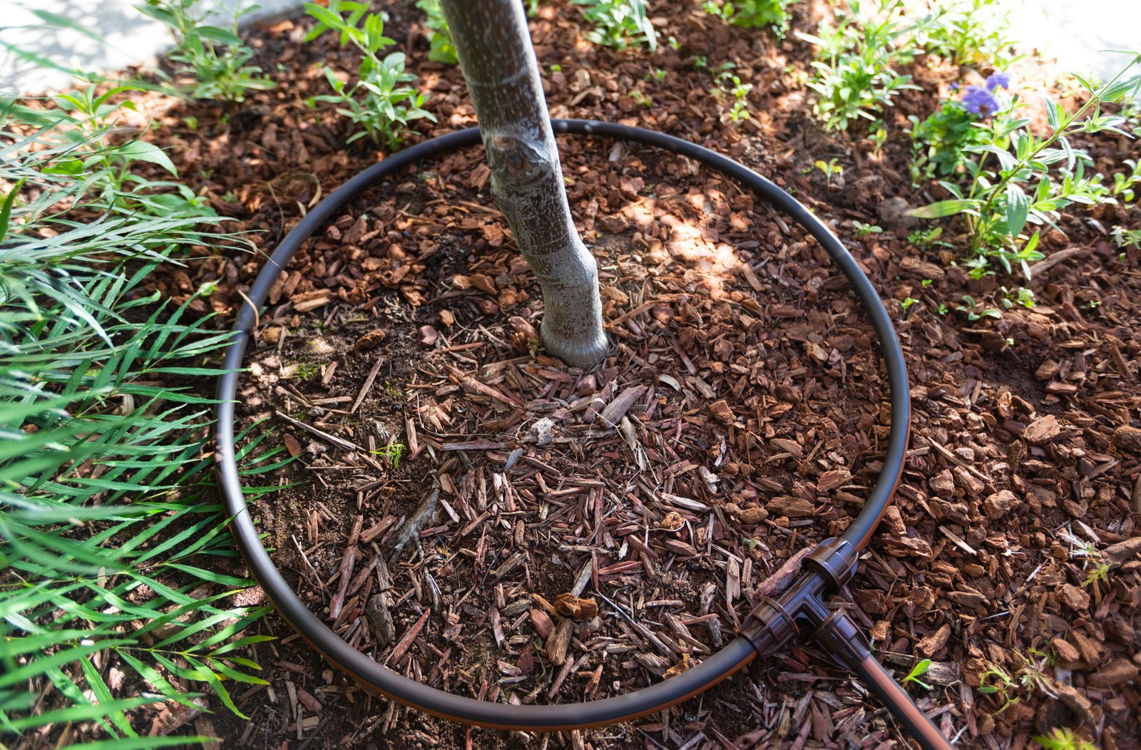 Drip irrigation 