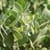 Soybeans