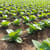 Tobacco