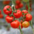 Greenhouse Tomatoes