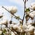 Cotton
