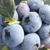 Blueberries