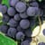 Wine grapes