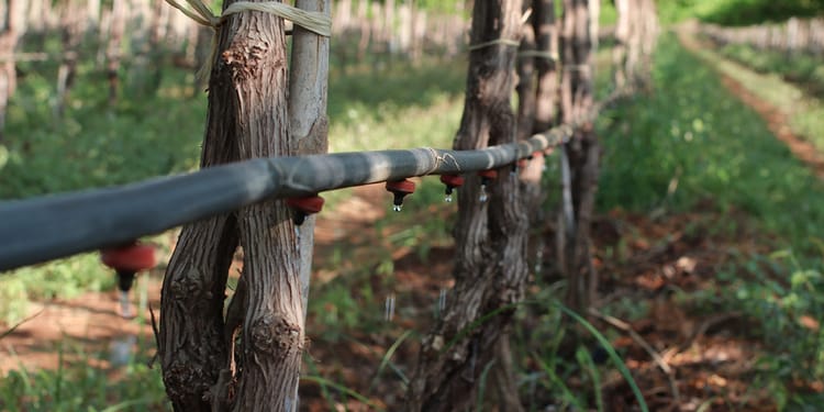 On-Line Drippers Irrigation