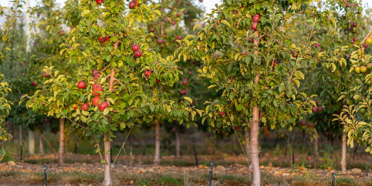 Precision irrigation solutions for orchards
