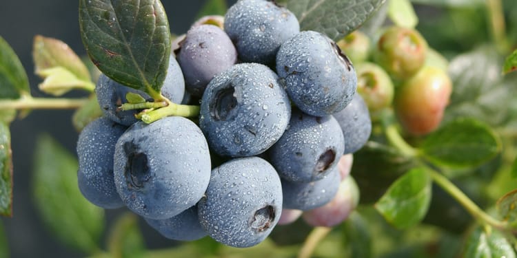 Precision Fertigation Systems: Better crops, every time.