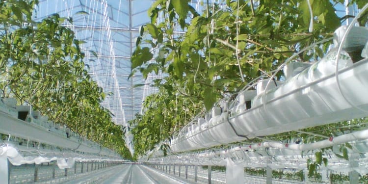 Soluções para cultivo protegido