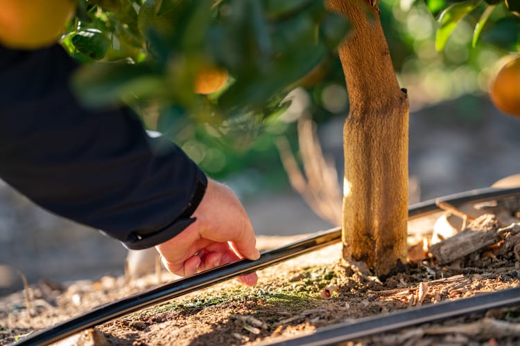 "Farmer" holding Uniram RC dripperline on a citrus farm, Western Cape, South africa