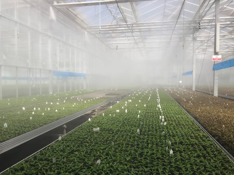 Tissue Culture GreenHouse in Turkey