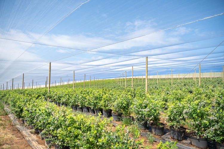 Blueberries under netting