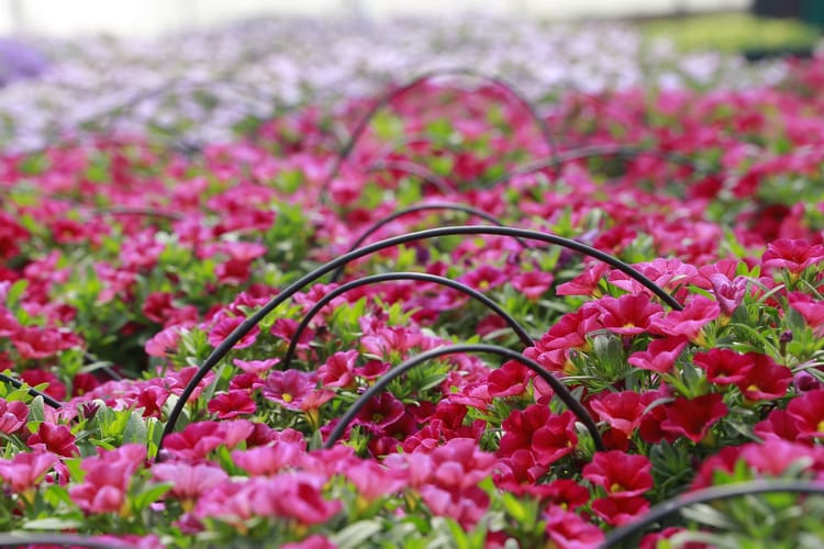 Vietnam Flower and tomato greenhouse