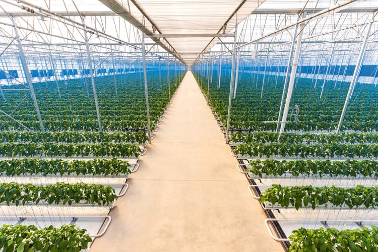 AmericanHort’s Cultivate 2022 expo