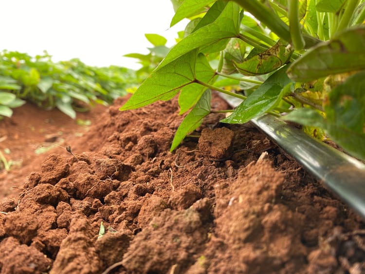 Sweet potato field in Vietnam