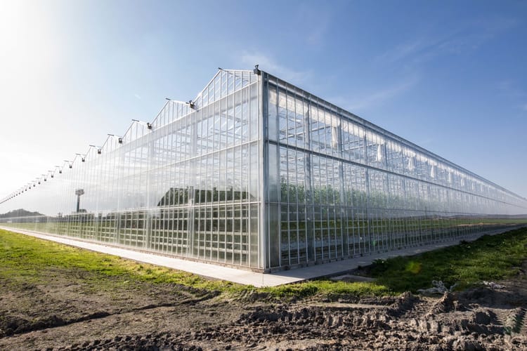 tomato greenhouse