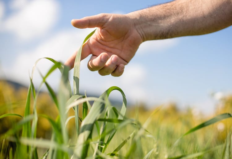 Wheat Field Israel 3
