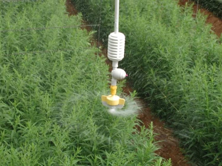 Spinnet in the field