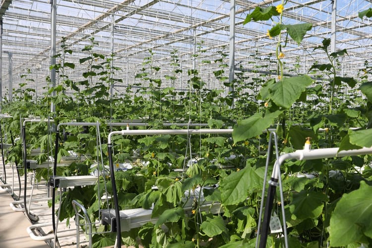 Kazahstan Kulsary, cucumber greenhouse, stills footage 62
