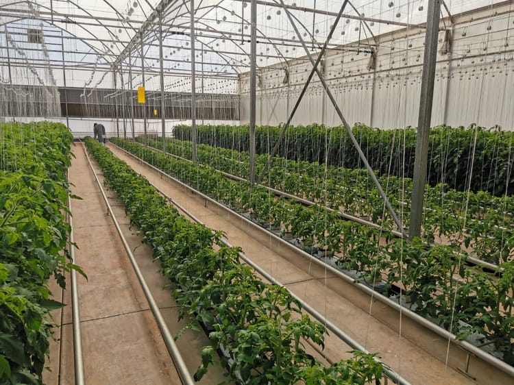 Tomatoes Installation in Greenhouse, South Africa 