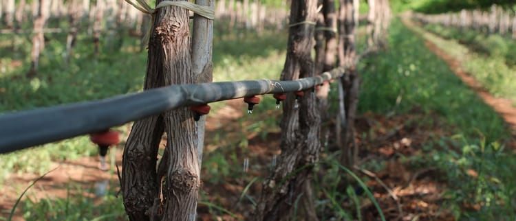 On-Line Drippers Irrigation