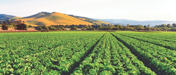 Growing Greener: Congratulations to our newest Sustainability Partners 