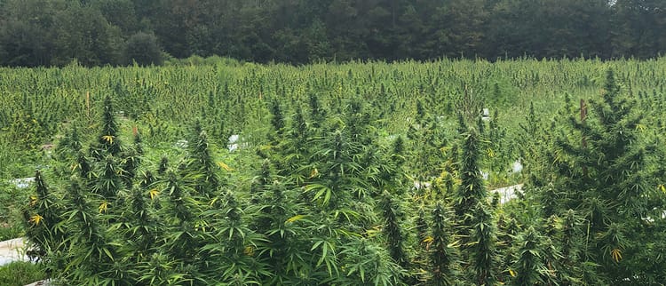 PIONEERLINE™ - THE INDUSTRY'S FIRST DRIPLINE DESIGNED FOR HEMP GROWERS