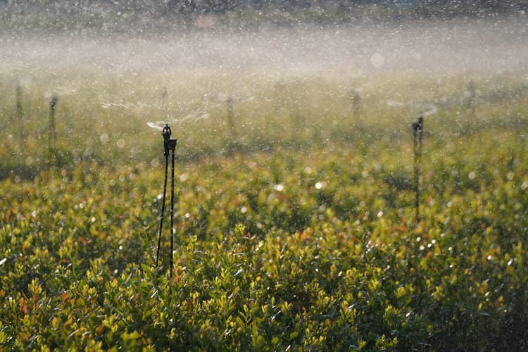 Blueberry project in Yunan province, China 08