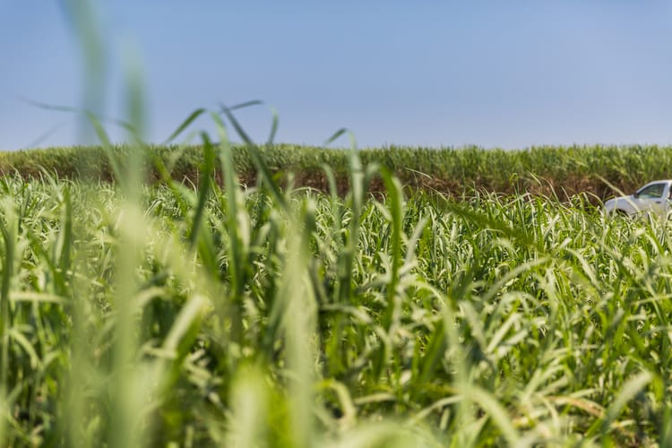 Sugarcane Fields in South Africa 2