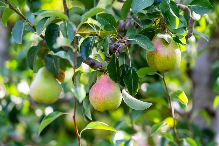 Orchards, Western Cape South Africa 7