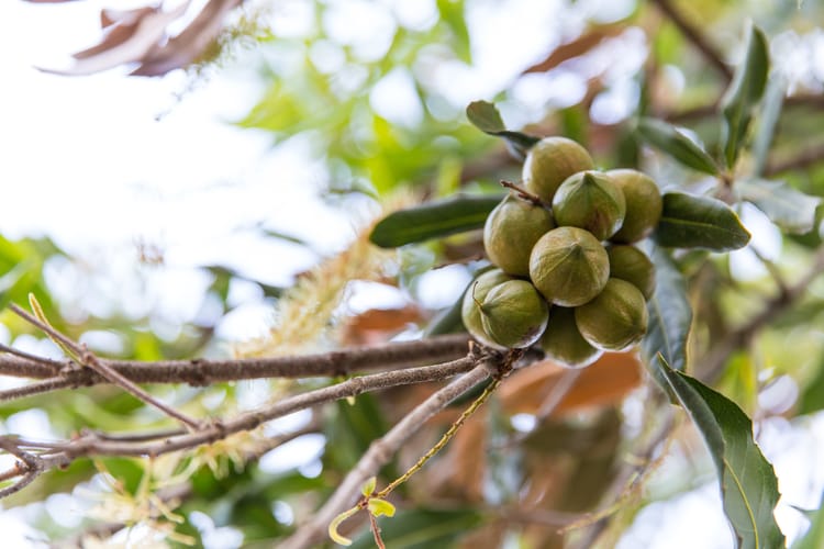nuts, drip irrigation & sprinklers South Africa 6