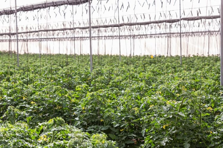 Greenhouse Tomatoes- South Africa 