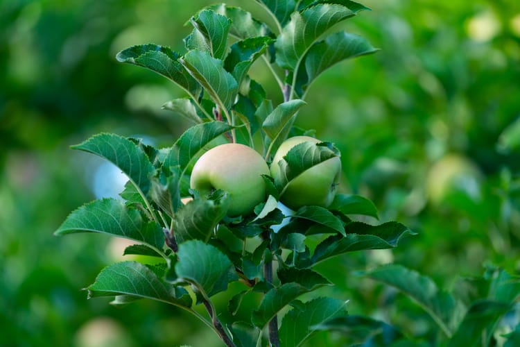 Orchards, Western Cape South Africa 6