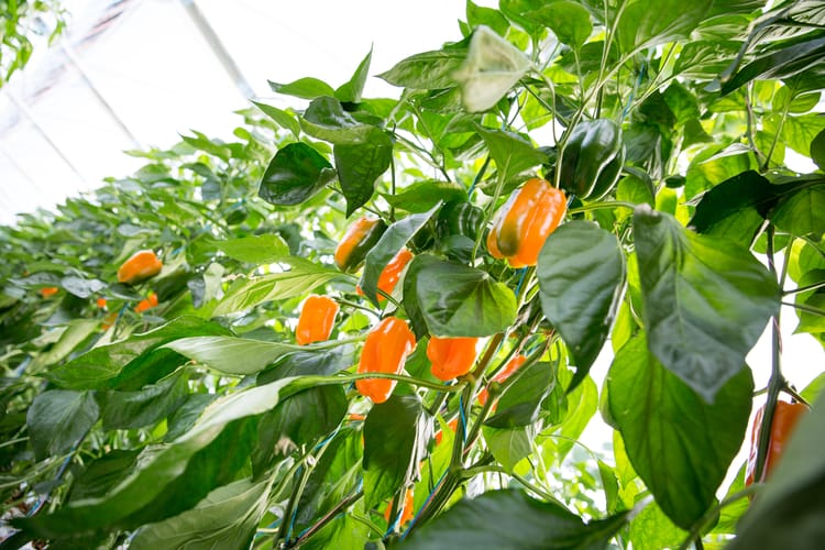 Greenhouse Peppers - South Africa 1 