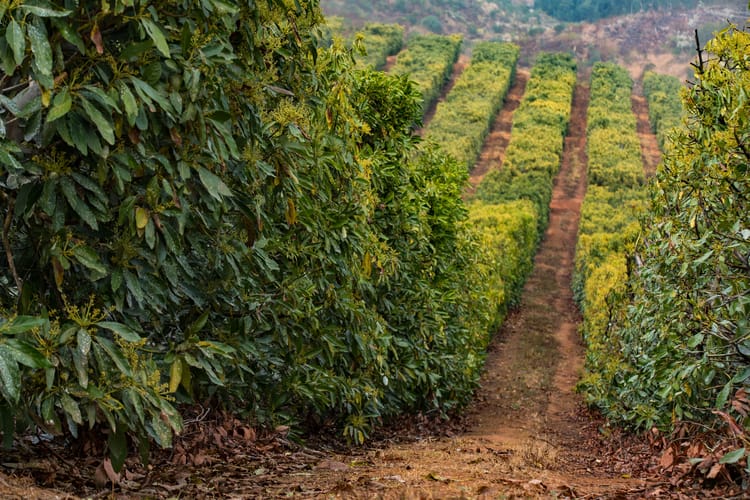 Avocado - South Africa 4