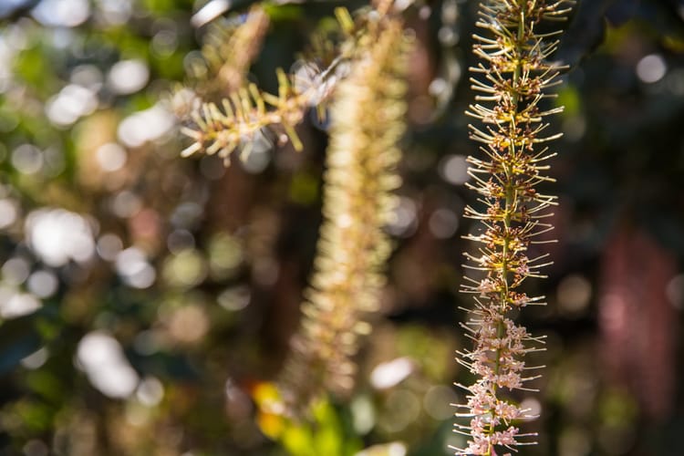 nuts, drip irrigation & sprinklers South Africa 12