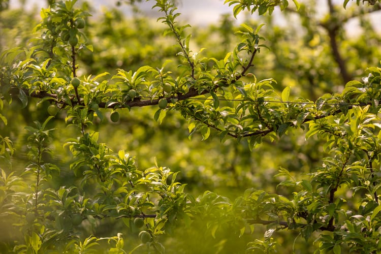 Orchards, Western Cape South Africa 5