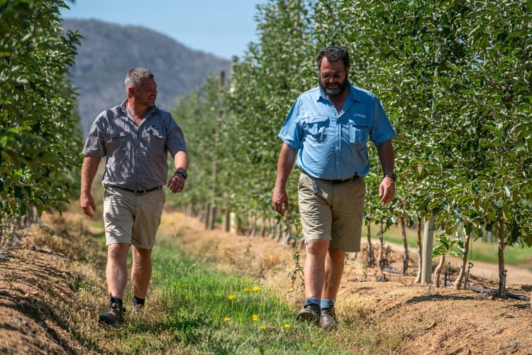 People in the field - South Africa, Apples 