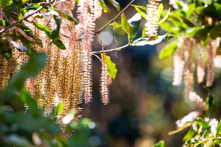 nuts, drip irrigation & sprinklers South Africa 9