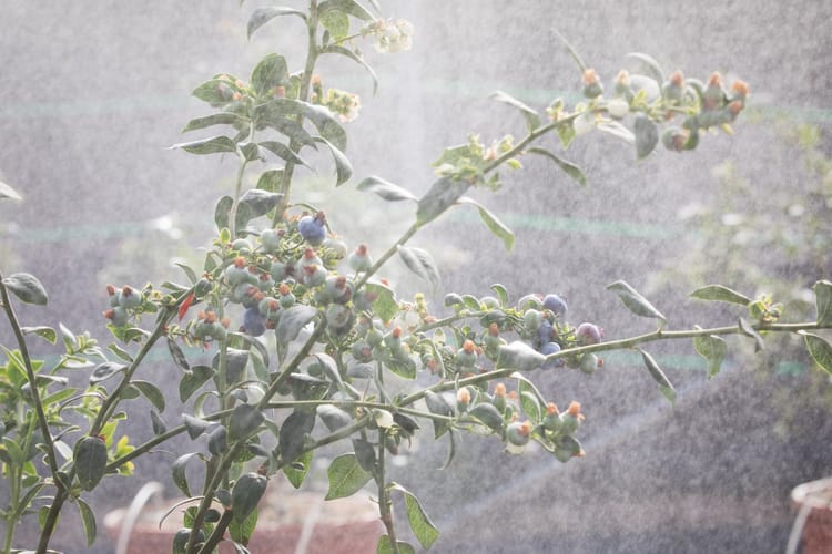 Blueberries Morocco 46