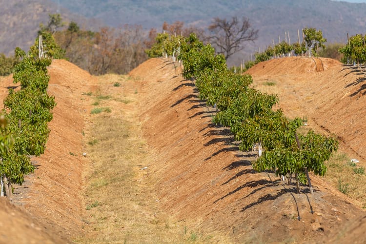 Avo in sandy soils - South Africa 