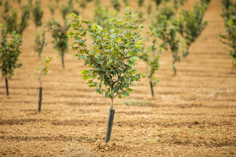 Hazelnut Farmer  03