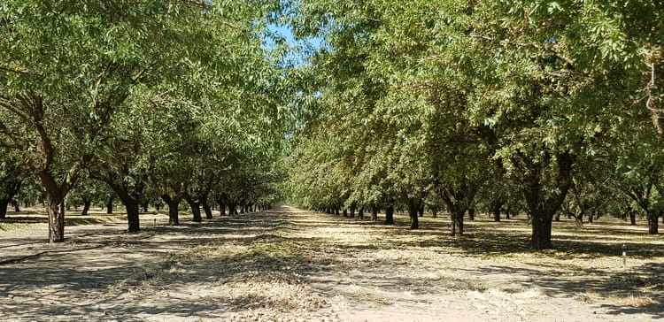 Almonds in USA.8