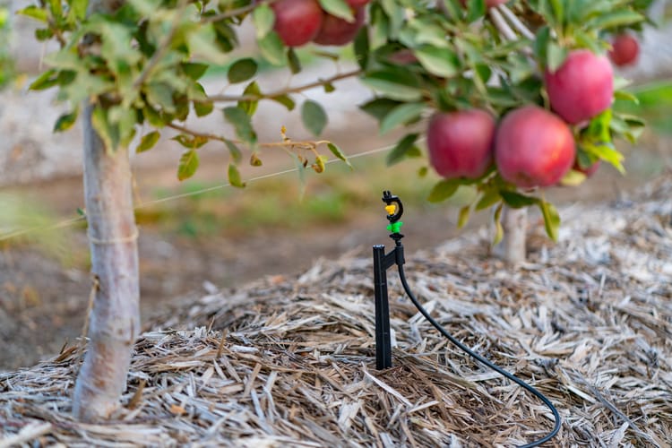 WATER-USE EFFICIENCY WITH PRECISION IRRIGATION 