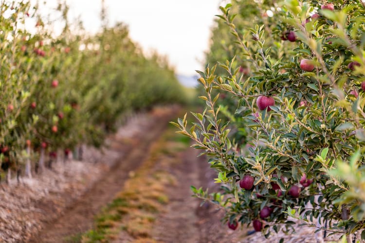 Apples - Western Cape, South Africa - GyroSA 28