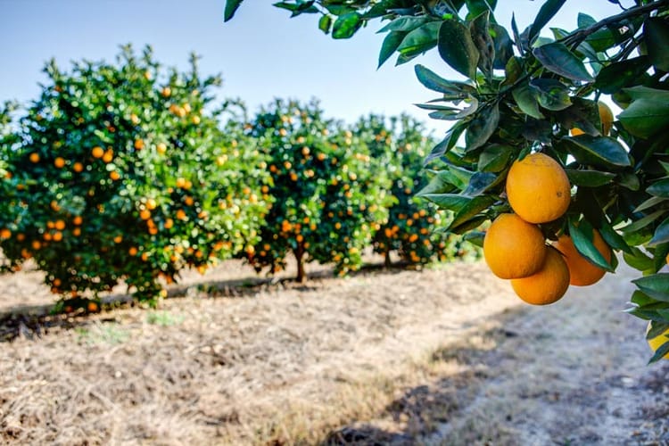 Citrus in South Africa, Drip Irrigation 9