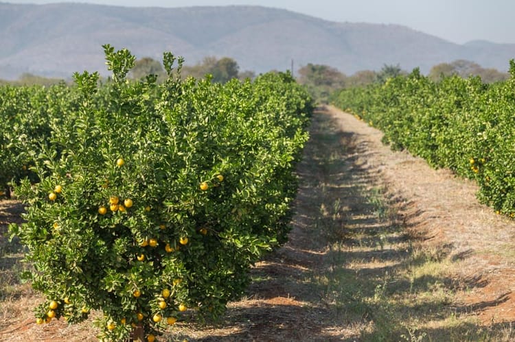 Citrus in South Africa, Drip Irrigation 11
